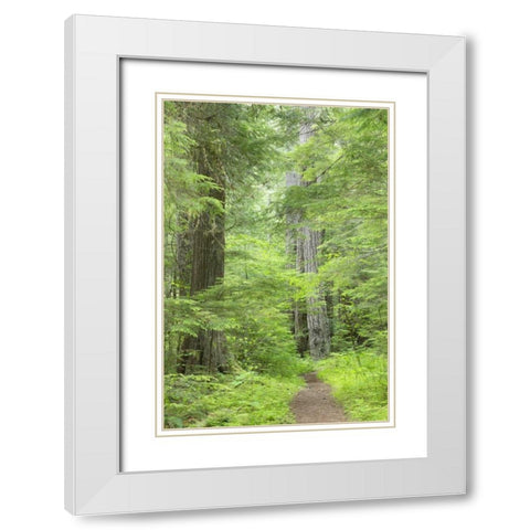 WA, Olympic NF Lower Big Quilcene River Trail White Modern Wood Framed Art Print with Double Matting by Paulson, Don