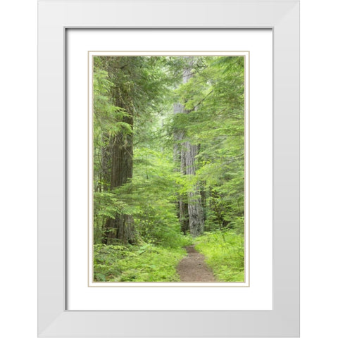 WA, Olympic NF Lower Big Quilcene River Trail White Modern Wood Framed Art Print with Double Matting by Paulson, Don