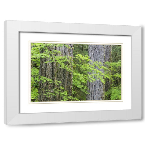 WA, Olympic NP Vine maple and Douglas fir trees White Modern Wood Framed Art Print with Double Matting by Paulson, Don