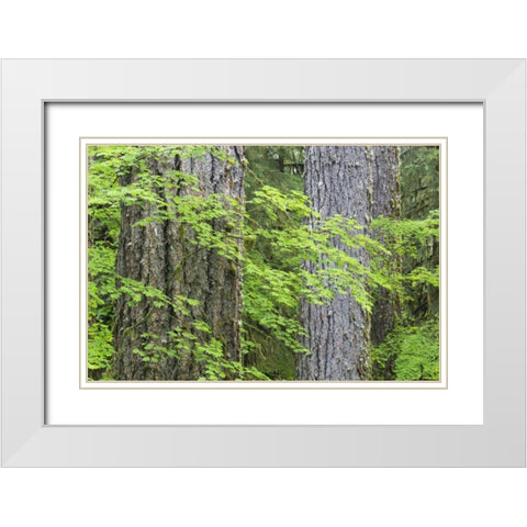 WA, Olympic NP Vine maple and Douglas fir trees White Modern Wood Framed Art Print with Double Matting by Paulson, Don