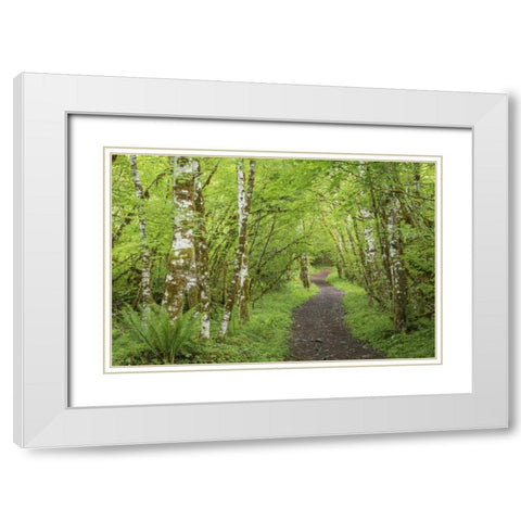 Washington, Olympic NP Trail through a forest White Modern Wood Framed Art Print with Double Matting by Paulson, Don