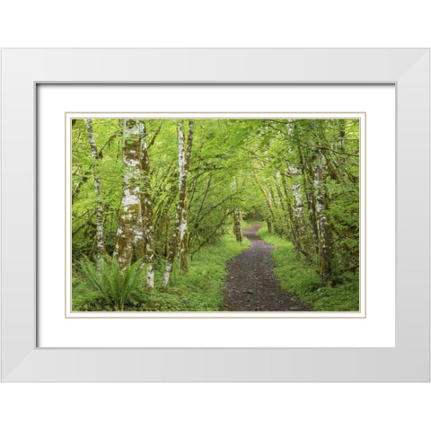 Washington, Olympic NP Trail through a forest White Modern Wood Framed Art Print with Double Matting by Paulson, Don