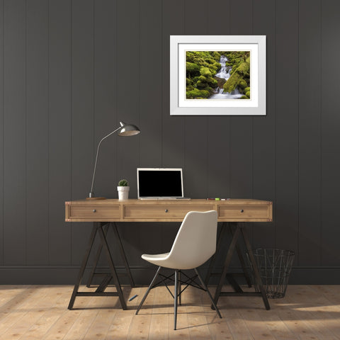 Washington, Olympic NP Small stream in forest White Modern Wood Framed Art Print with Double Matting by Paulson, Don