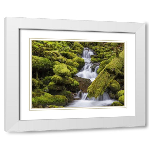 Washington, Olympic NP Small stream in forest White Modern Wood Framed Art Print with Double Matting by Paulson, Don