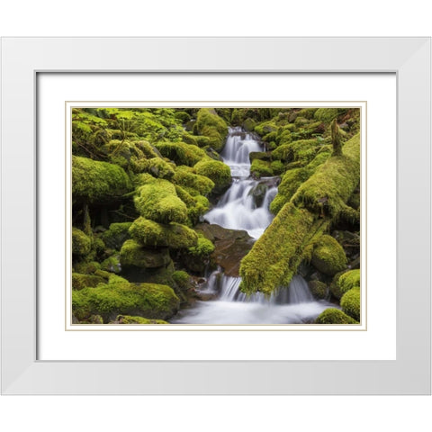 Washington, Olympic NP Small stream in forest White Modern Wood Framed Art Print with Double Matting by Paulson, Don