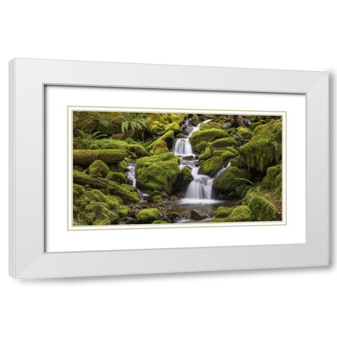 Washington, Olympic NP Small stream in forest White Modern Wood Framed Art Print with Double Matting by Paulson, Don