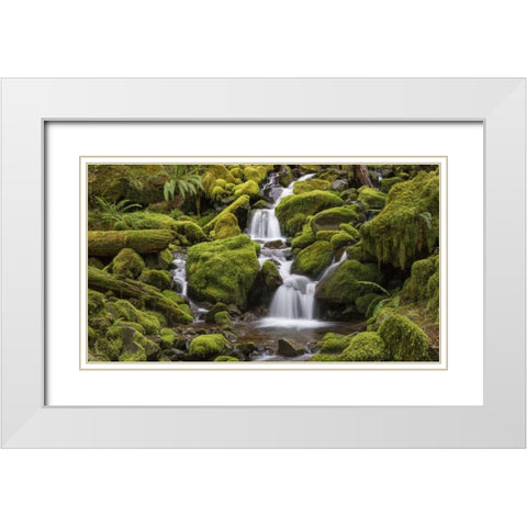 Washington, Olympic NP Small stream in forest White Modern Wood Framed Art Print with Double Matting by Paulson, Don