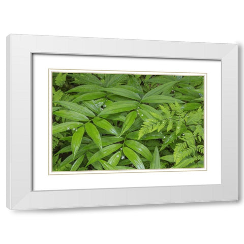 WA, Olympic NP Star-flowered false Solomons seal White Modern Wood Framed Art Print with Double Matting by Paulson, Don