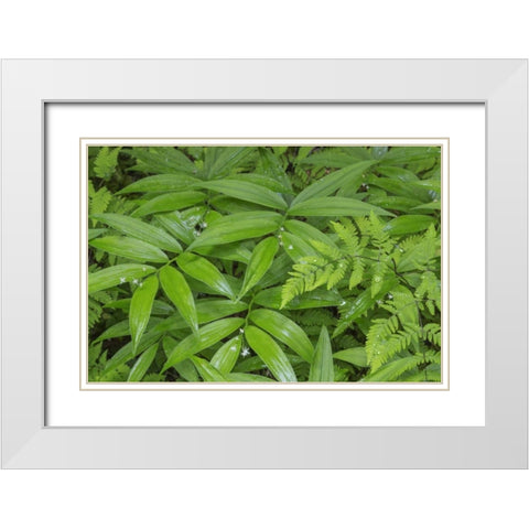 WA, Olympic NP Star-flowered false Solomons seal White Modern Wood Framed Art Print with Double Matting by Paulson, Don