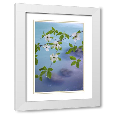 WA, Olympic NF Flowering Pacific dogwood branch White Modern Wood Framed Art Print with Double Matting by Paulson, Don
