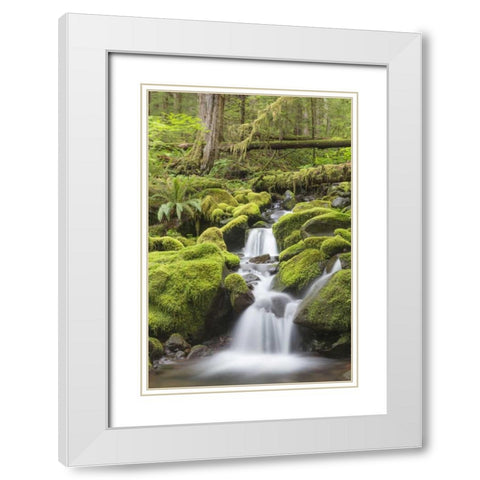 Washington, Olympic NP Small stream in forest White Modern Wood Framed Art Print with Double Matting by Paulson, Don