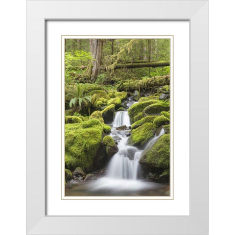 Washington, Olympic NP Small stream in forest White Modern Wood Framed Art Print with Double Matting by Paulson, Don