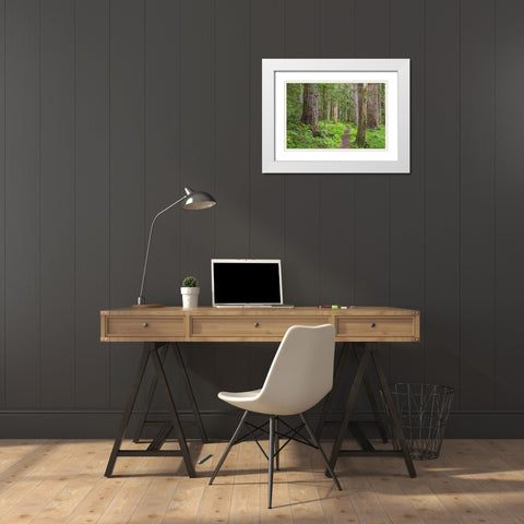Washington, Olympic NP Old growth forest White Modern Wood Framed Art Print with Double Matting by Paulson, Don