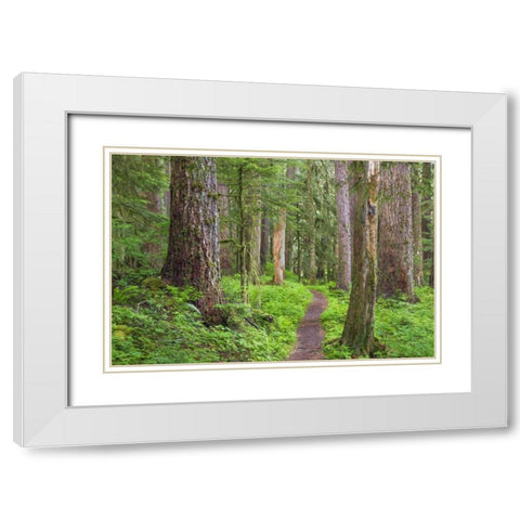 Washington, Olympic NP Old growth forest White Modern Wood Framed Art Print with Double Matting by Paulson, Don