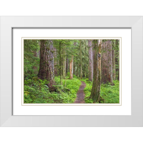 Washington, Olympic NP Old growth forest White Modern Wood Framed Art Print with Double Matting by Paulson, Don