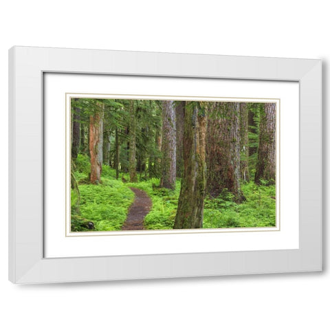 Washington, Olympic NP Old growth forest White Modern Wood Framed Art Print with Double Matting by Paulson, Don