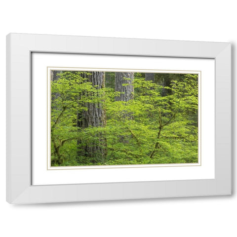 WA, Olympic NP Vine maple and Douglas fir trees White Modern Wood Framed Art Print with Double Matting by Paulson, Don
