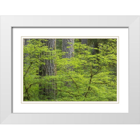WA, Olympic NP Vine maple and Douglas fir trees White Modern Wood Framed Art Print with Double Matting by Paulson, Don