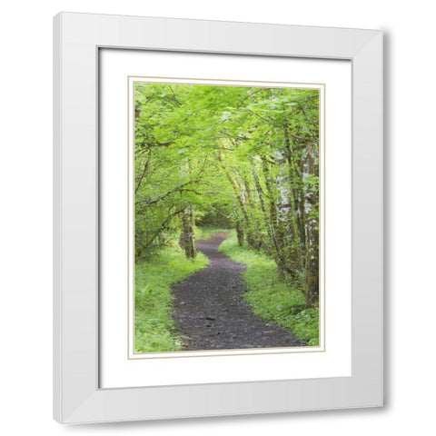 Washington, Olympic NP Trail through a forest White Modern Wood Framed Art Print with Double Matting by Paulson, Don