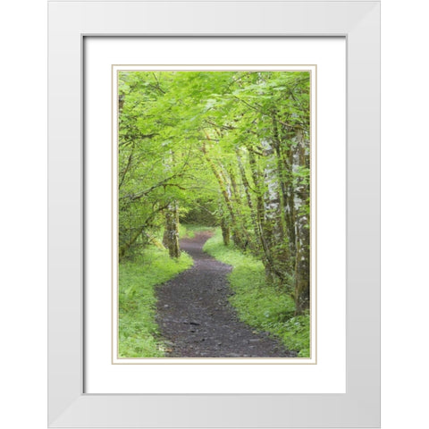 Washington, Olympic NP Trail through a forest White Modern Wood Framed Art Print with Double Matting by Paulson, Don