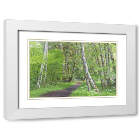 Washington, Olympic NP Trail through a forest White Modern Wood Framed Art Print with Double Matting by Paulson, Don
