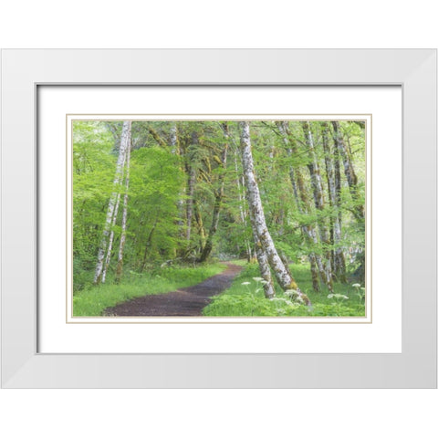 Washington, Olympic NP Trail through a forest White Modern Wood Framed Art Print with Double Matting by Paulson, Don