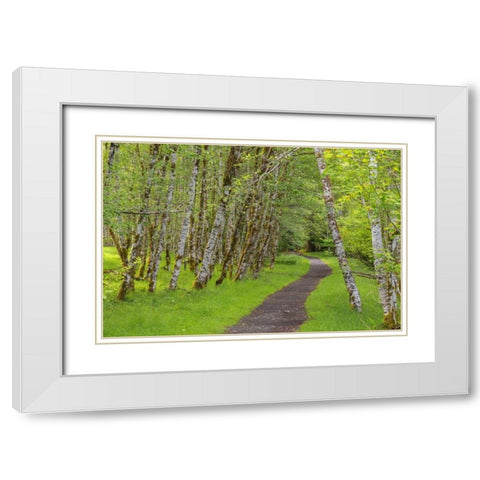 Washington, Olympic NP Trail through a forest White Modern Wood Framed Art Print with Double Matting by Paulson, Don