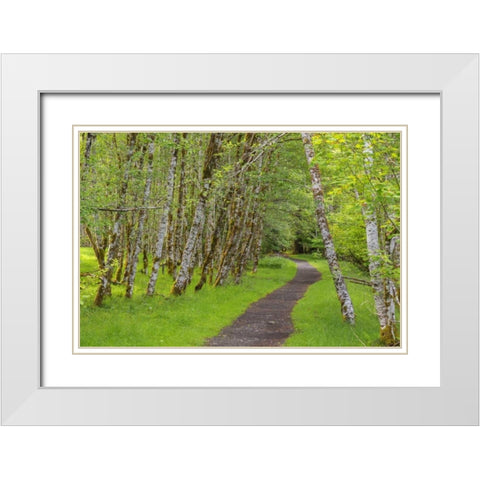 Washington, Olympic NP Trail through a forest White Modern Wood Framed Art Print with Double Matting by Paulson, Don