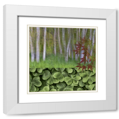 Washington Collage of alder trees and oxalis White Modern Wood Framed Art Print with Double Matting by Paulson, Don