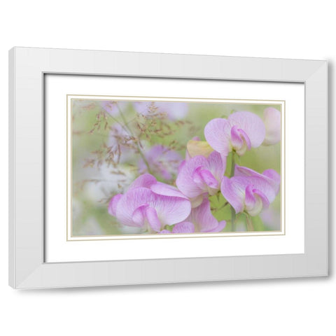 Washington, Seabeck Detail of sweet pea blossoms White Modern Wood Framed Art Print with Double Matting by Paulson, Don