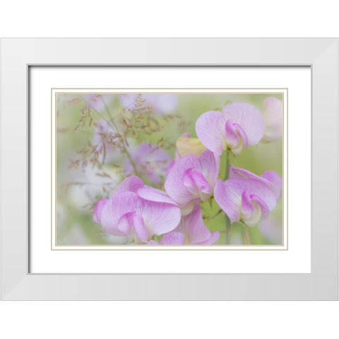 Washington, Seabeck Detail of sweet pea blossoms White Modern Wood Framed Art Print with Double Matting by Paulson, Don