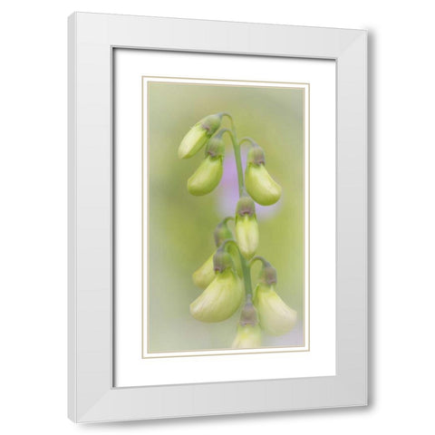 Washington, Seabeck Close-up of sweet pea buds White Modern Wood Framed Art Print with Double Matting by Paulson, Don