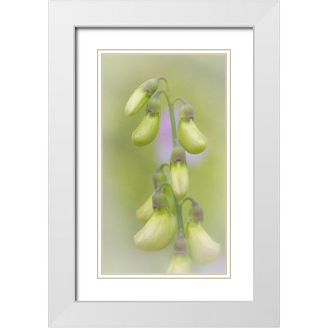 Washington, Seabeck Close-up of sweet pea buds White Modern Wood Framed Art Print with Double Matting by Paulson, Don