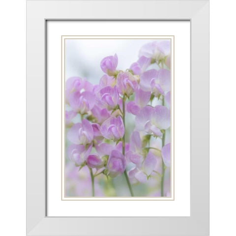 USA, Washington, Seabeck Sweet pea blossoms White Modern Wood Framed Art Print with Double Matting by Paulson, Don