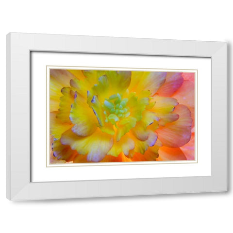 WA, Seabeck A back-lit, glowing begonia blossom White Modern Wood Framed Art Print with Double Matting by Paulson, Don