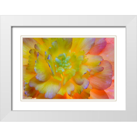 WA, Seabeck A back-lit, glowing begonia blossom White Modern Wood Framed Art Print with Double Matting by Paulson, Don