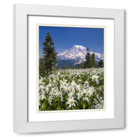 Washington Avalanche lilies and Mount Rainier White Modern Wood Framed Art Print with Double Matting by Paulson, Don