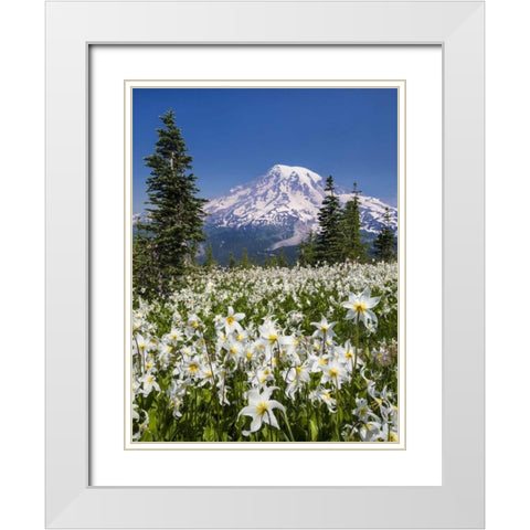 Washington Avalanche lilies and Mount Rainier White Modern Wood Framed Art Print with Double Matting by Paulson, Don