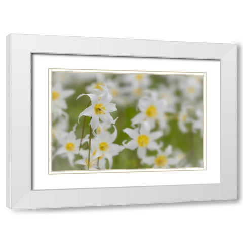 Washington, Mount Rainier NP Avalanche lilies White Modern Wood Framed Art Print with Double Matting by Paulson, Don