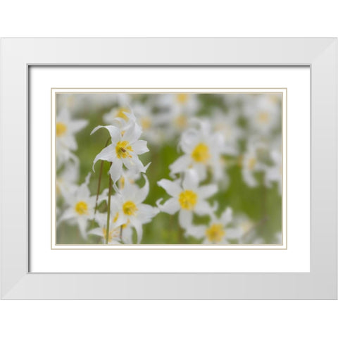 Washington, Mount Rainier NP Avalanche lilies White Modern Wood Framed Art Print with Double Matting by Paulson, Don