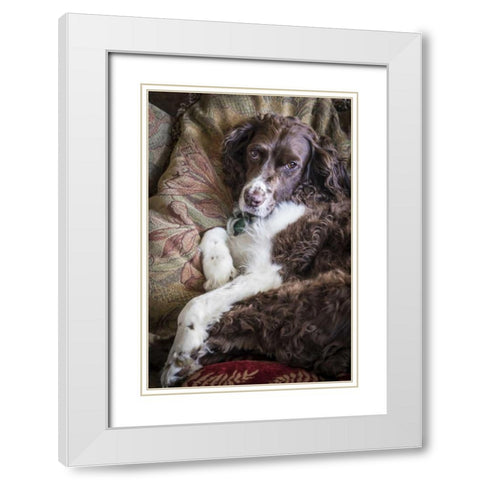 Washington English springer spaniel on couch White Modern Wood Framed Art Print with Double Matting by Paulson, Don