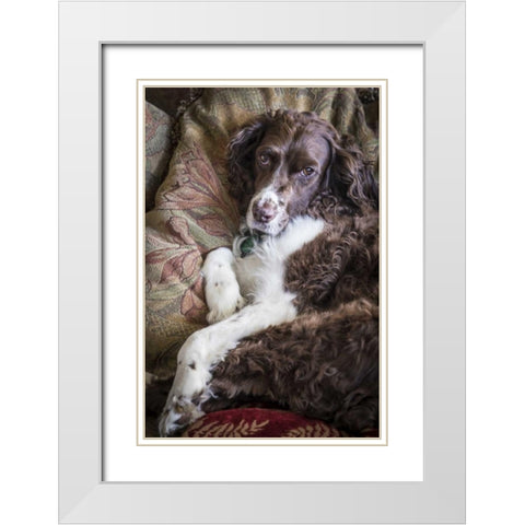 Washington English springer spaniel on couch White Modern Wood Framed Art Print with Double Matting by Paulson, Don