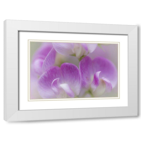 Washington, Seabeck Detail of sweet pea blossoms White Modern Wood Framed Art Print with Double Matting by Paulson, Don