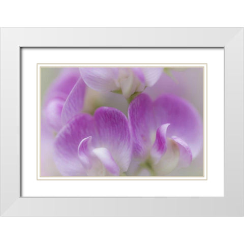 Washington, Seabeck Detail of sweet pea blossoms White Modern Wood Framed Art Print with Double Matting by Paulson, Don
