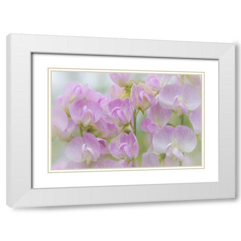 Washington, Seabeck Detail of sweet pea blossoms White Modern Wood Framed Art Print with Double Matting by Paulson, Don