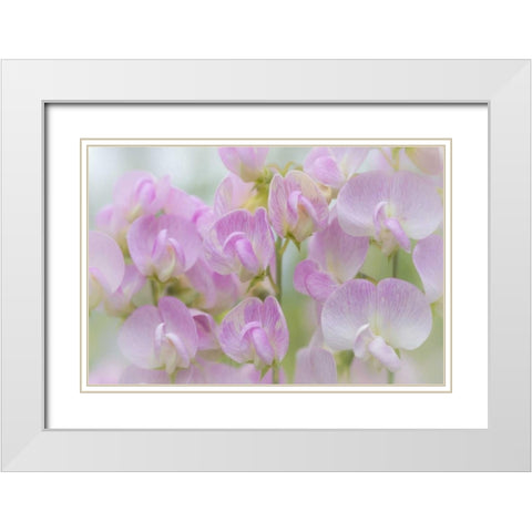 Washington, Seabeck Detail of sweet pea blossoms White Modern Wood Framed Art Print with Double Matting by Paulson, Don