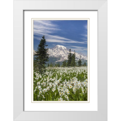 Washington Avalanche lilies and Mount Rainier White Modern Wood Framed Art Print with Double Matting by Paulson, Don
