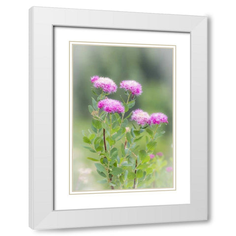 Washington, Mount Rainier NP Wildflowers White Modern Wood Framed Art Print with Double Matting by Paulson, Don