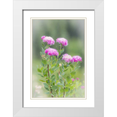 Washington, Mount Rainier NP Wildflowers White Modern Wood Framed Art Print with Double Matting by Paulson, Don