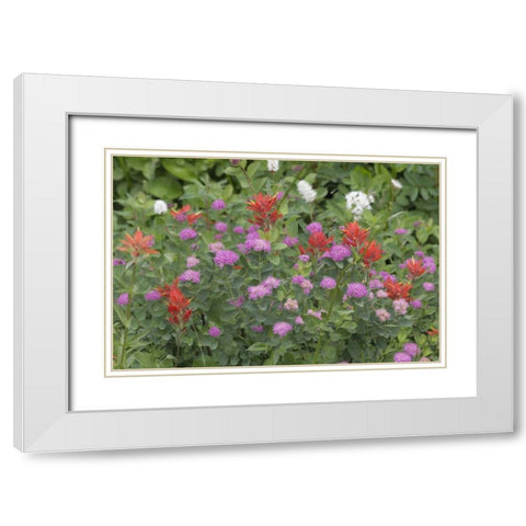 Washington, Mount Rainier NP Wildflowers White Modern Wood Framed Art Print with Double Matting by Paulson, Don